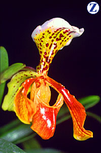 NB-Zapatico Orquidiaceae